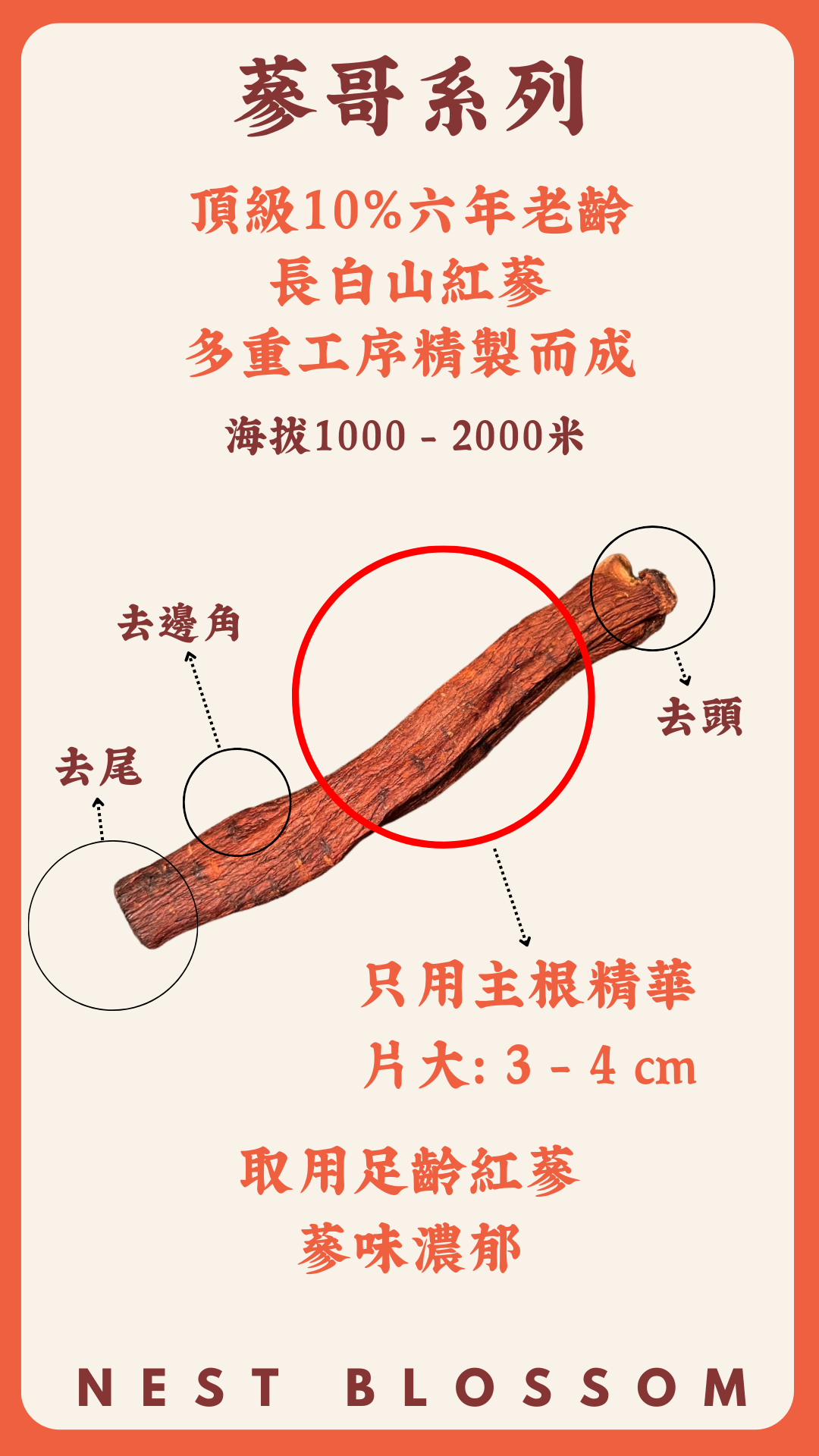 6年生長白山紅蔘粉