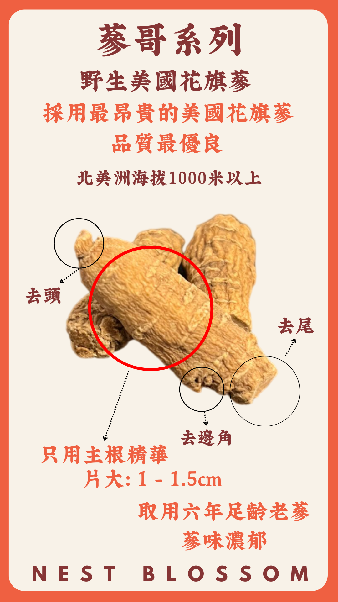 野生美國花旗蔘粉